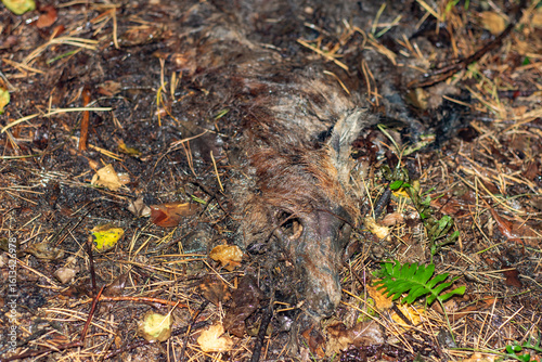 The body of a dead fox in the forest