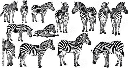 Zebra illustration collection, standing and resting poses, black and white stripes, wildlife animal vector set for nature and safari design