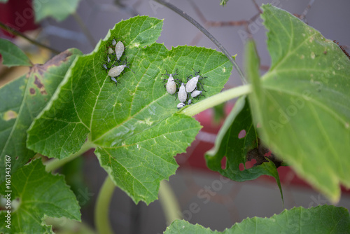 Gray and black Squash bug nymphs of various sizes, Anasa tristis, on a green leaf of a gourd vine