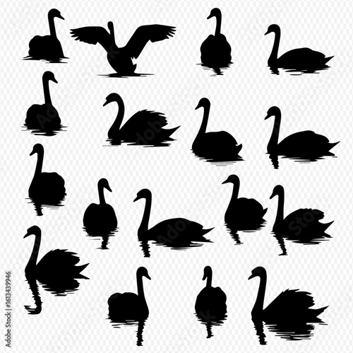 Collection of black swan silhouettes in various poses on water.