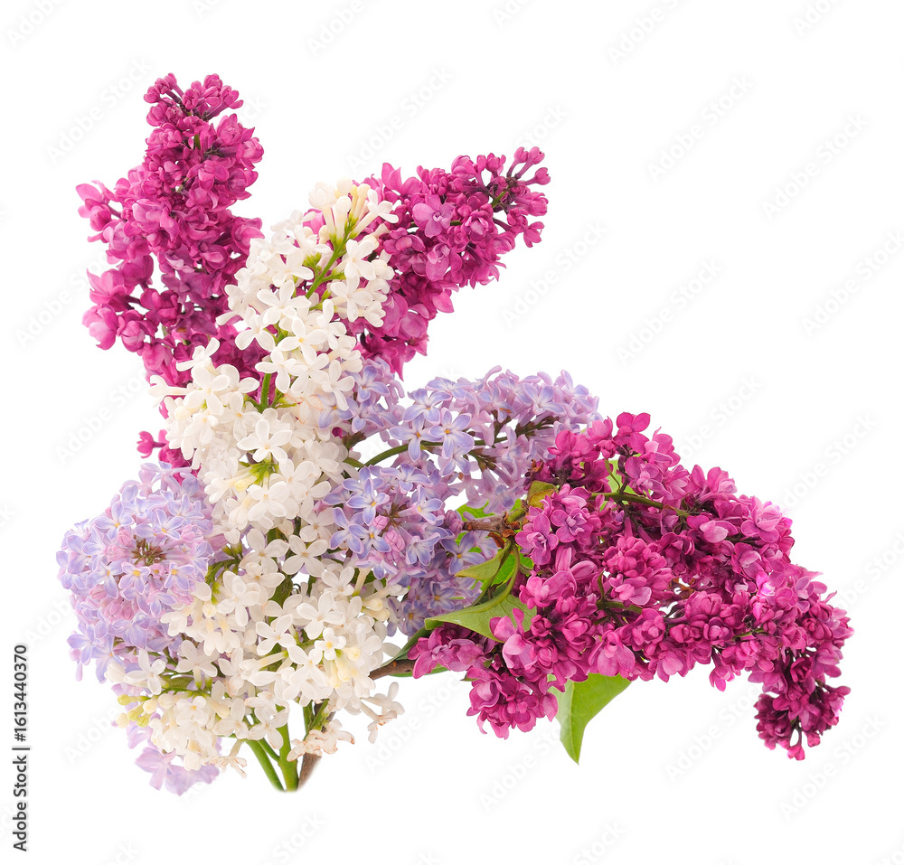 Obraz premium Branches of colored lilac.
