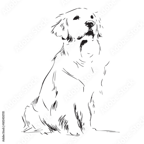  A golden retriever sits and looks at the viewer with a smile.