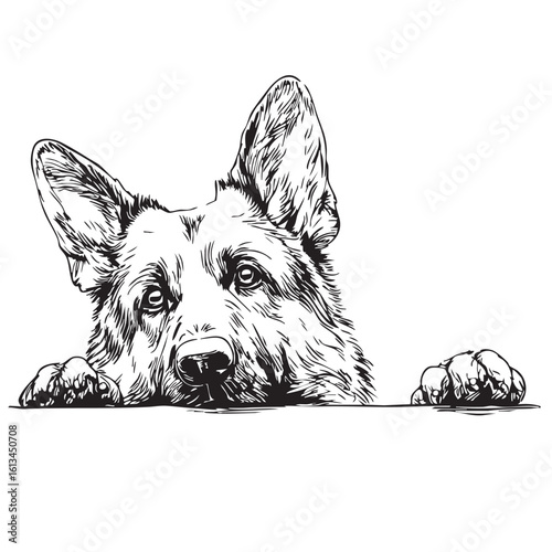 A German Shepherd dog peeks over a surface with its head.