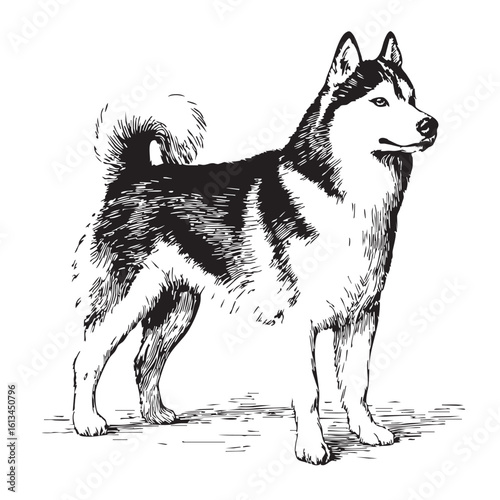  A fluffy husky dog stands and looks to the side, in a sketch style.