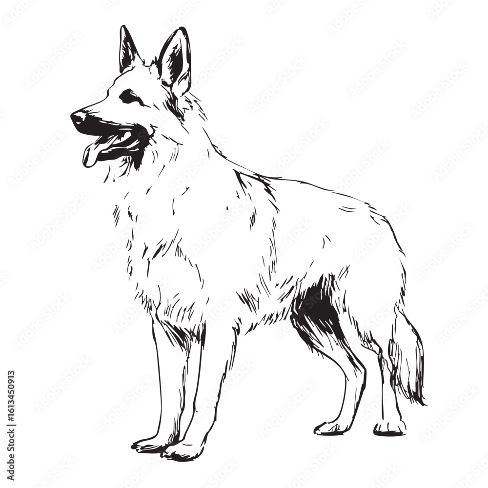Fototapeta premium A German Shepherd dog stands and looks to the side, in a sketch style.