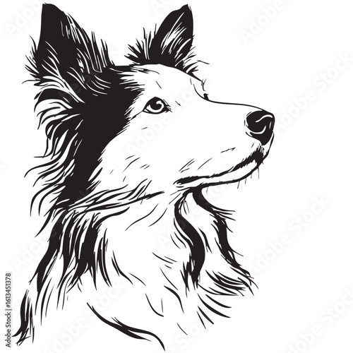 A Border Collie's head is drawn looking up in a sketch style.