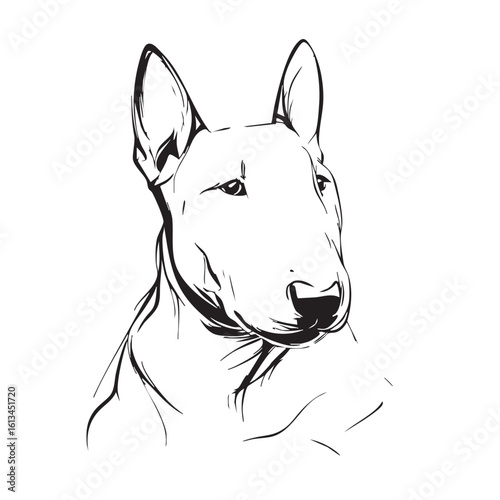 A black and white sketch of a standing Bull Terrier dog.