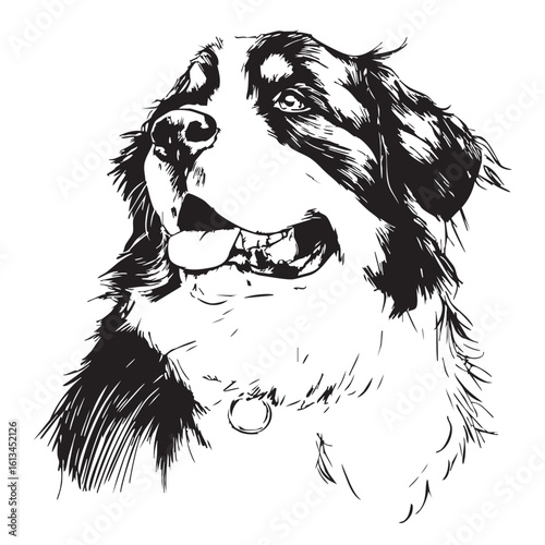  A black and white sketch of a happy, panting Bernese Mountain Dog.