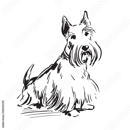A black and white sketch of a cute Scottish Terrier dog sitting.