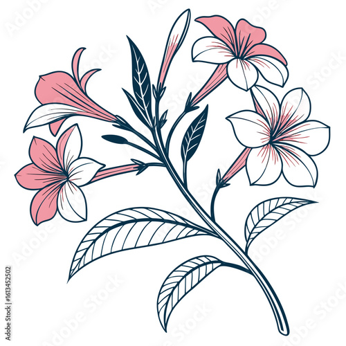 impatiens new guinea vector