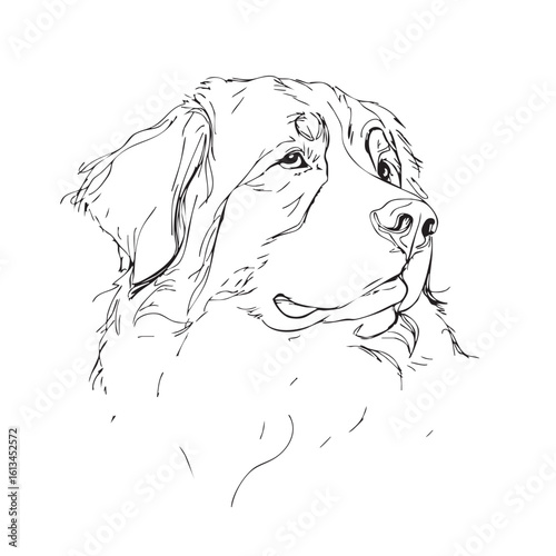 A black and white sketch of a Bernese Mountain dog's head.