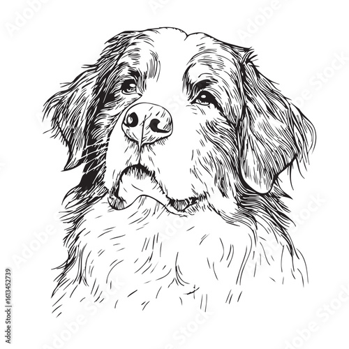 A black and white sketch of a fluffy dog's head.