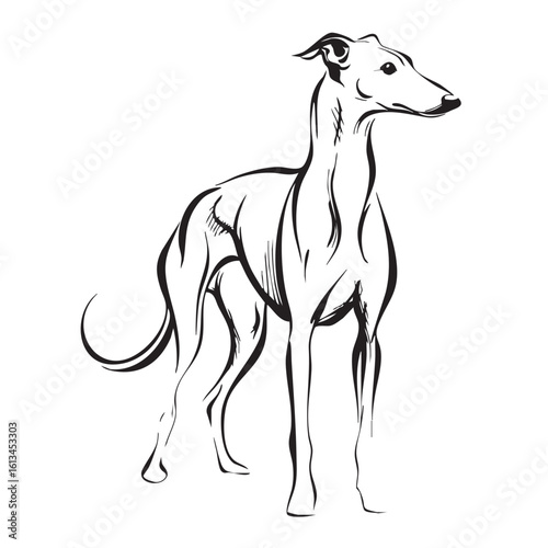 A black and white line drawing of a Whippet dog.