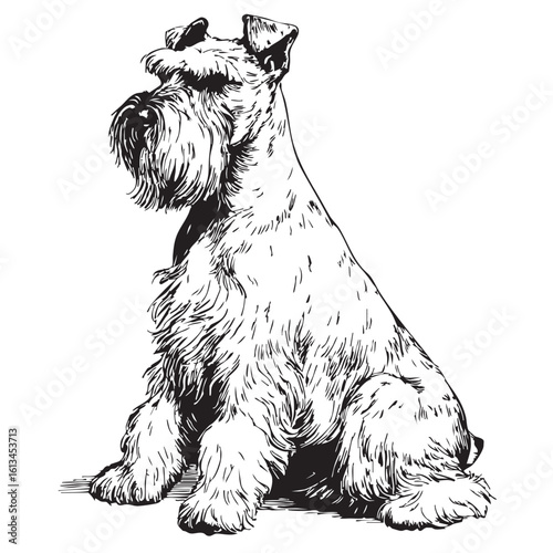  A line drawing of a schnauzer dog sitting.