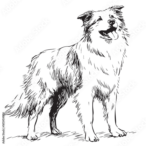 Full-body sketch of a shaggy dog standing and looking forward.