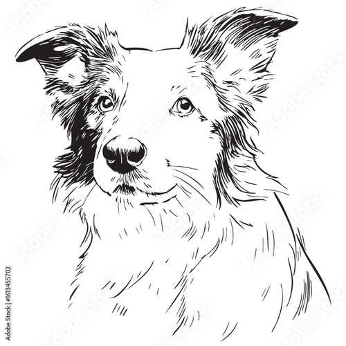 A black and white sketch of a border collie dog's head.