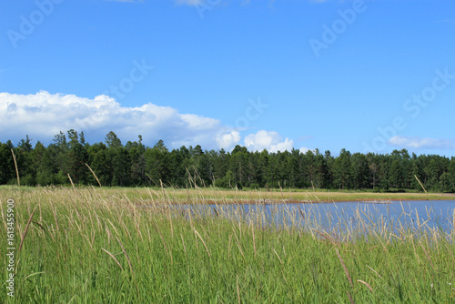 River flows between green foreground grass and distant forest under clear blue sky – peaceful natural landscape