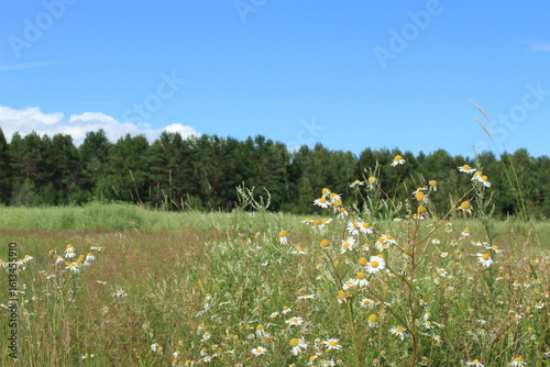 Field daisies on a bright sunny meadow with a blurred dense forest in the background