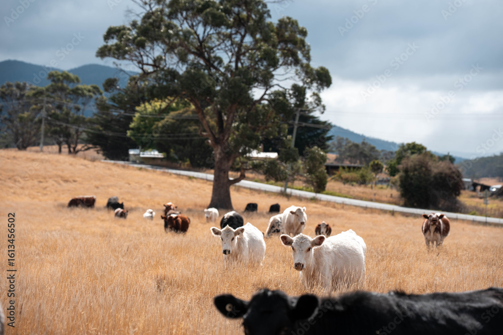 Obraz premium Beef cows and calves grazing on grass on a beef cattle farm in Australia. breeds include murray grey, angus and wagyu