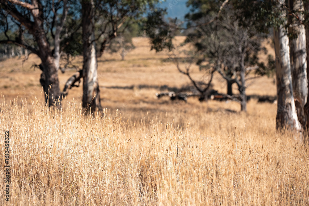 Beef cows and calves grazing on grass on a beef cattle farm in Australia. breeds include murray grey, angus and wagyu Beef cows and calves grazing on grass on a beef cattle farm in Australia. breeds include murray grey, angus and wagyu