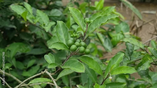 Wallpaper Mural green leaves in the garden Torontodigital.ca