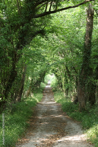 Footpath leading through green trees in summer, Hampshire, England, UK