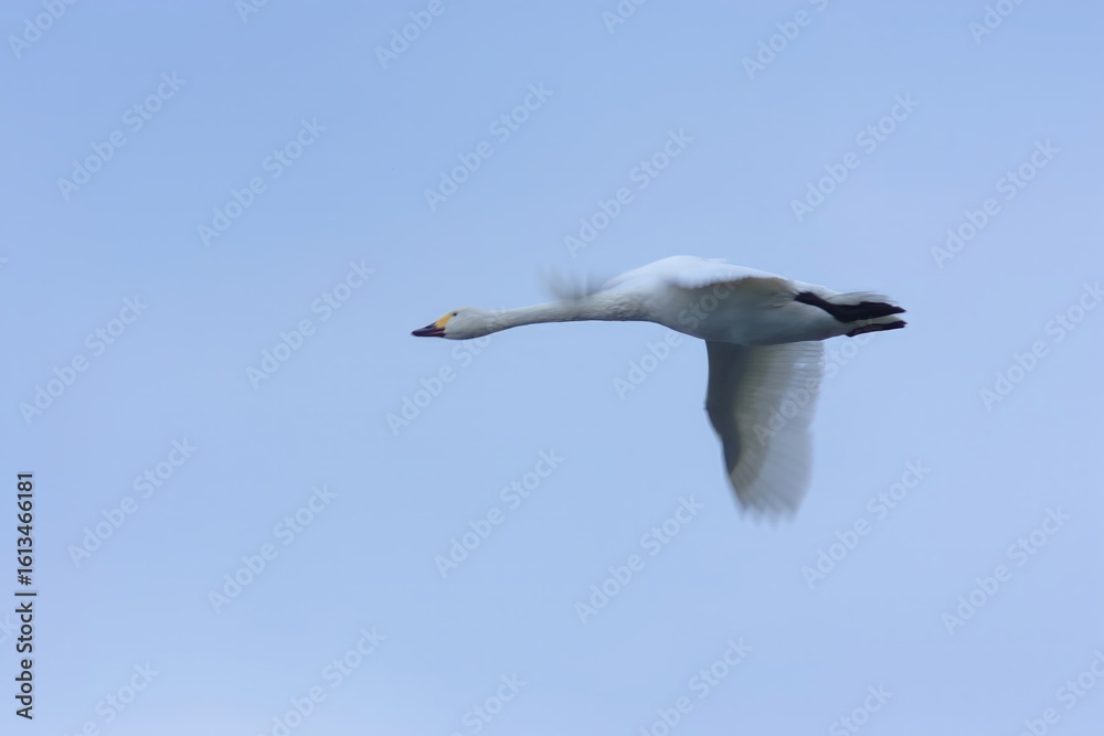 Obraz premium 【白鳥飛翔】