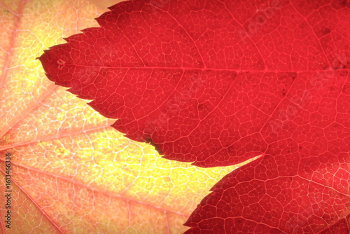 【紅葉　赤と黄】