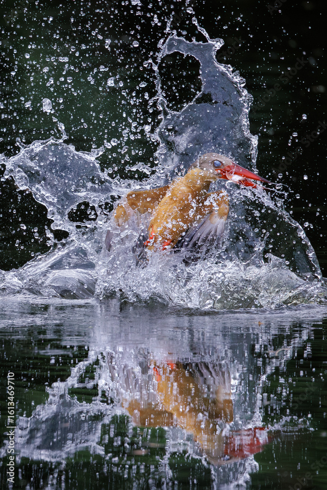Fototapeta premium Stork-billed Kingfisher, Pelargopsis capensis, in flight after diving and catching fish in water, massive kingfisher with a large scarlet bill, bird habitat, fish prey in bird mount, water splash