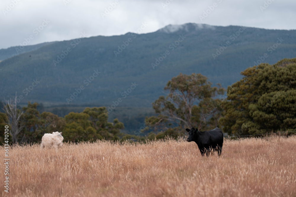 Fototapeta premium Carbon neutral cattle farming in a free range field on a farm in Australia beautiful cattle in Australia eating grass, grazing on pasture. Herd of cows free range beef being regenerative raised