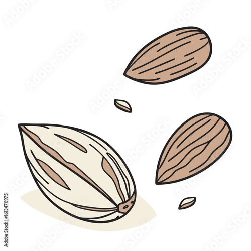 Almond nuts in various sizes with natural skin texture  