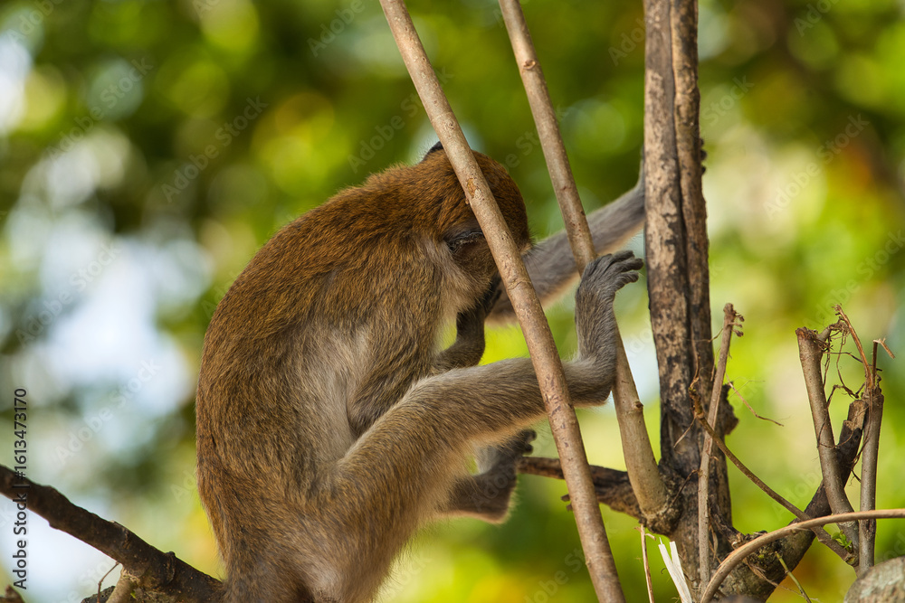 Obraz premium Singe macaques