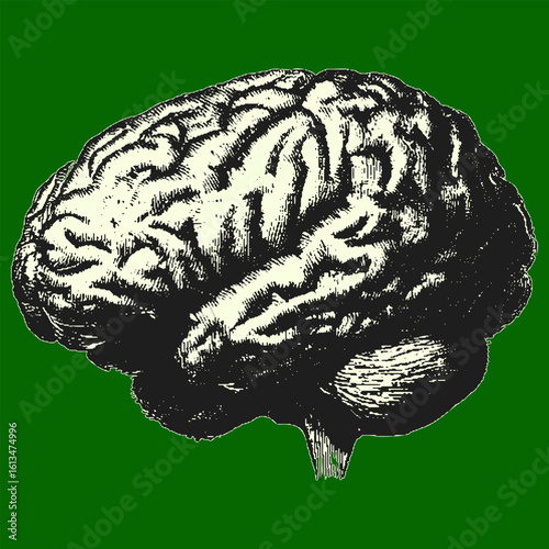 Detailed vintage brain anatomy diagram with monochrome engraving style. Antique human science drawing in vector illustration.