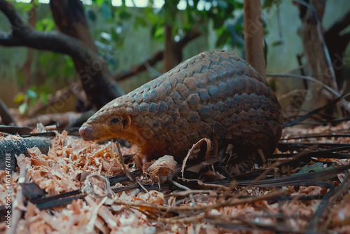 Pangolin is foraging on the ground
