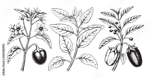 Vintage botanical illustration of three fruiting plants silhouette