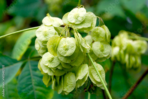 inflorescence with seeds of the deciduous shrub Ptelea trifoliata in a summer forest