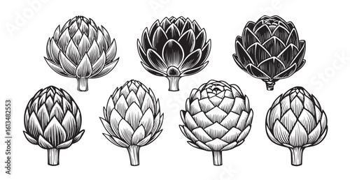 Collection of artichoke silhouettes in detailed sketch style