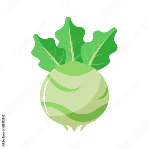 kohlrabi on transparent background