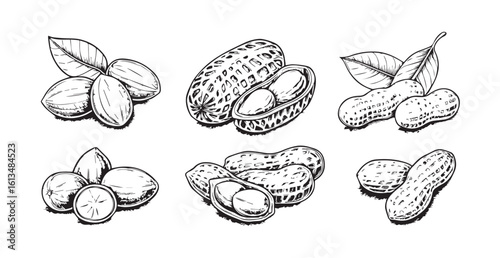 Collection of hand drawn peanut illustrations silhouette