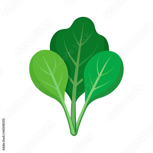 spinach on transparent background