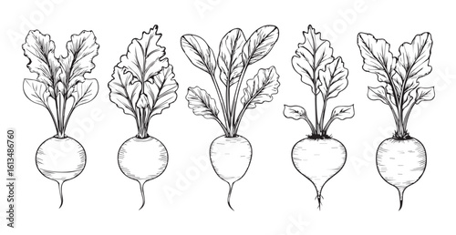 Hand drawn illustration of five beets with leaves silhouette