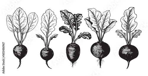 Vintage botanical illustration of five radishes with detailed leaves silhouette