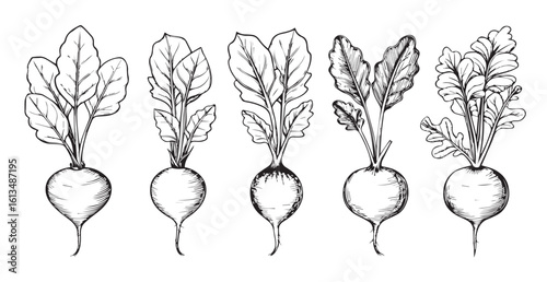 Five hand drawn radishes with leafy greens silhouette