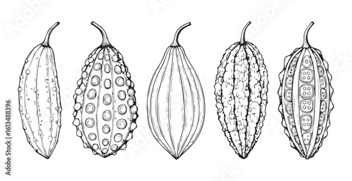 Detailed illustration of five bitter melon fruits silhouette