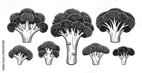 Collection of detailed broccoli florets and stems silhouette