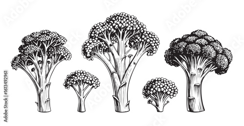 Detailed black and white broccoli florets silhouette