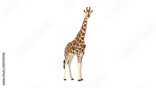 Vector Illustration of a Giraffe. This illustration features giraffe, animal, wildlife.
