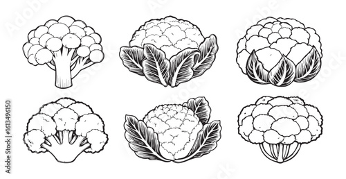 Detailed line art illustrations of cauliflower and broccoli florets silhouette