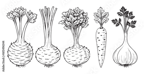 Detailed sketch of root vegetables including celery root and carrots silhouette