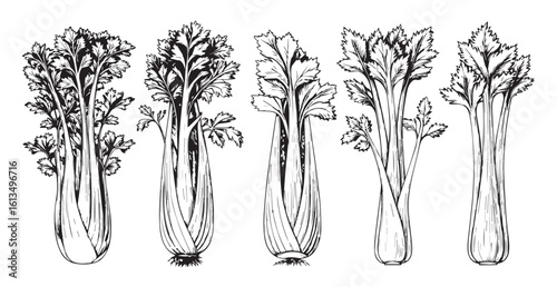 Five stalks of fresh celery in a detailed sketch silhouette